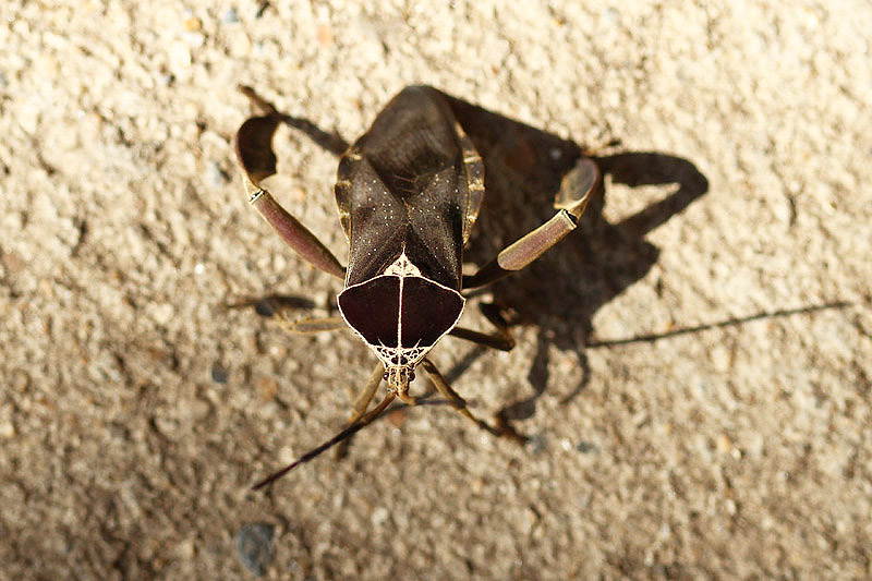 Giant Twig Wilter by Mick Dryden