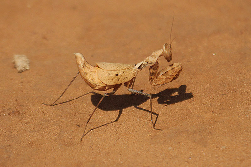 Leaf Mantis by Mick Dryden