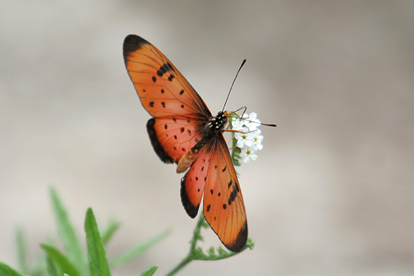 Little Acraea by Mick Dryden