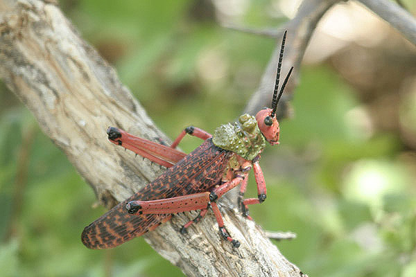 Locust by Mick Dryden