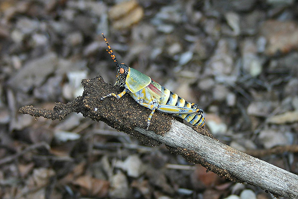 Elegant Grasshopper by Mick Dryden
