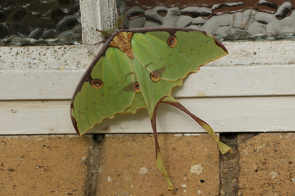 Lunar Moth by Mick Dryden