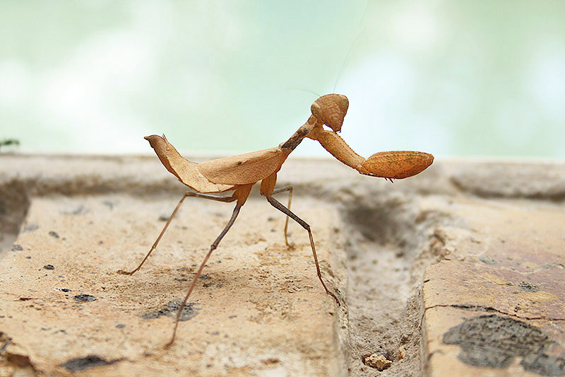 Leaf Mantis by Mick Dryden