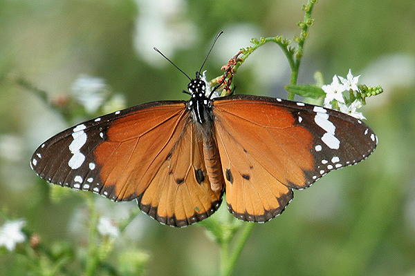 African Monarch by Mick Dryden