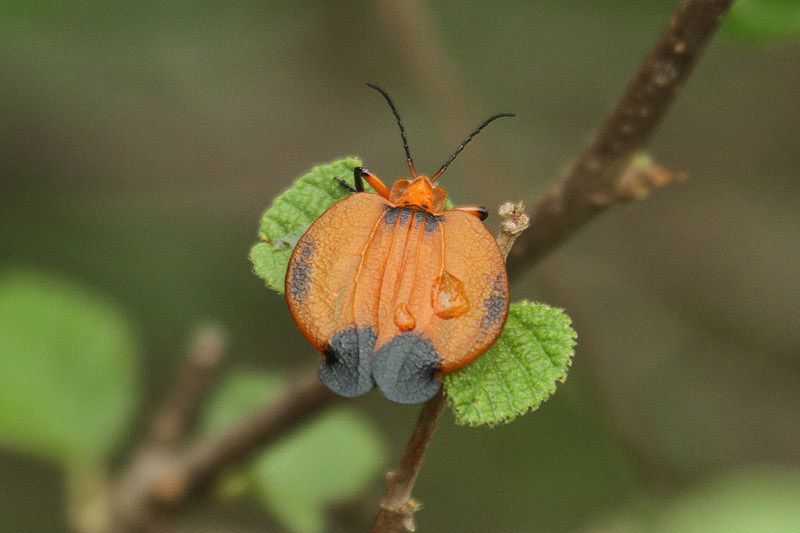 Netwing Beetle by Mick Dryden