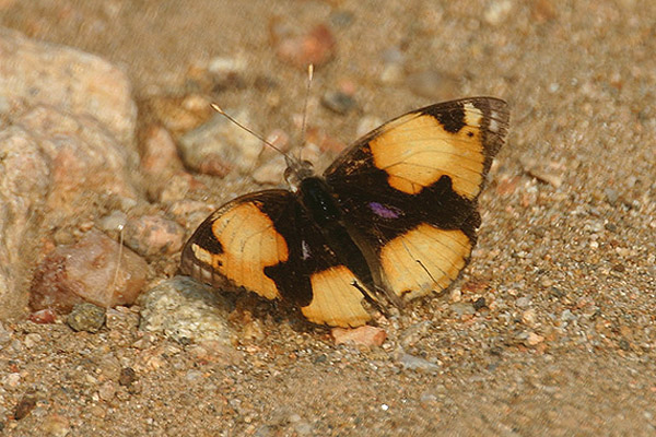 Yellow Pansy by Mick Dryden