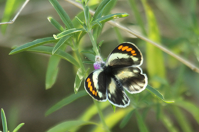 Red-tip by Mick Dryden