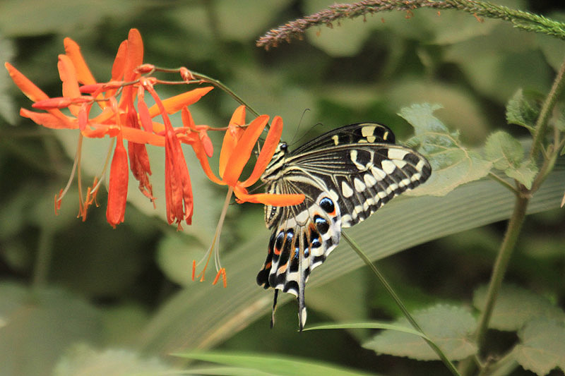 Emperor Swallowtail by Mick Dryden