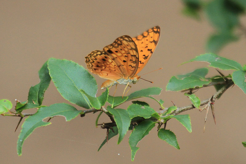 Poplar Leopard by Mick Dryden