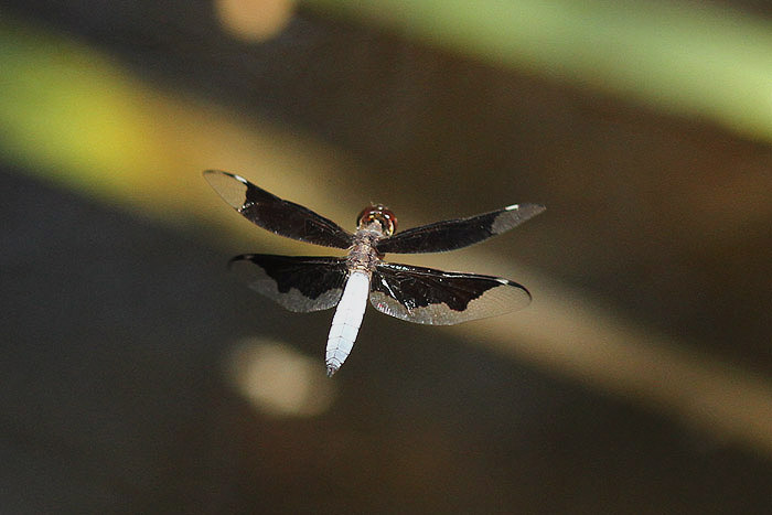 Dragonfly sp by Mick Dryden