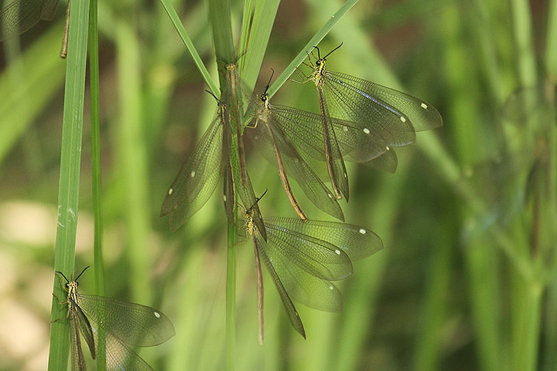 Lacewings by Mick Dryden
