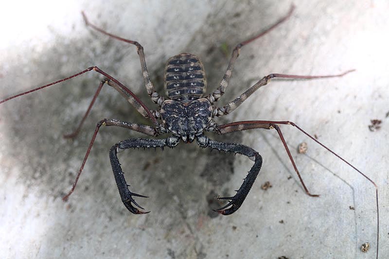 Scorpion sp by Mick Dryden