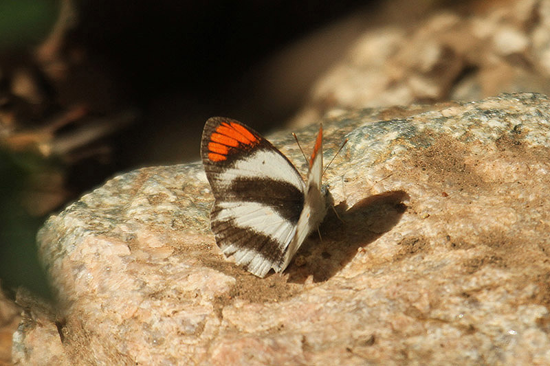 Smoky Orange-tip by Mick Dryden