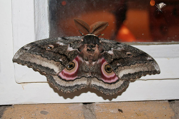 Speckled Emperor by Mick Dryden