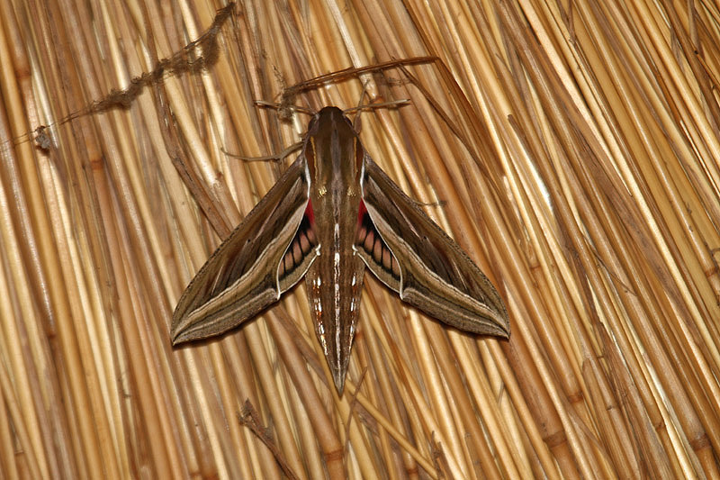 Striped Hawkmoth by Mick Dryden