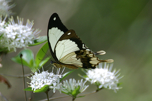 Mocker Swallowtail by Mick Dryden
