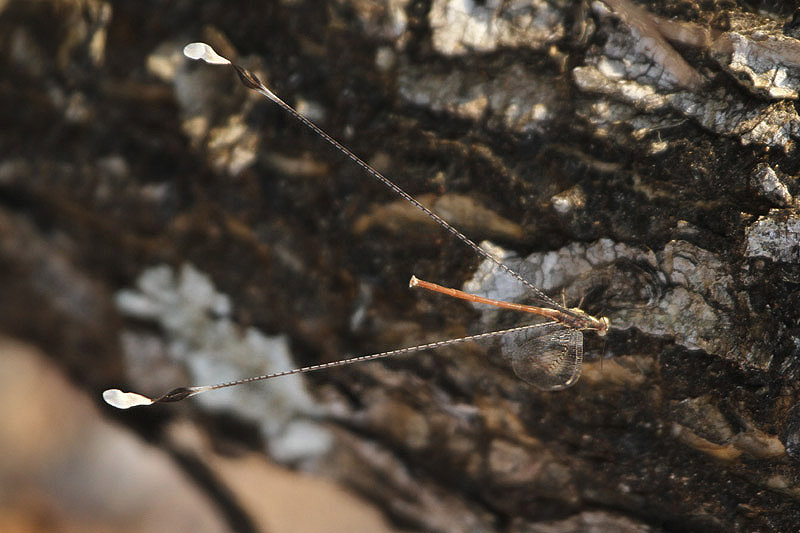 Spoon-winged Lacewing by Mick Dryden