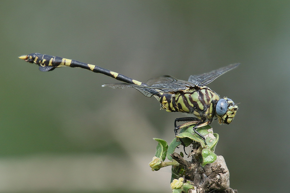 Tigertail by Mick Dryden