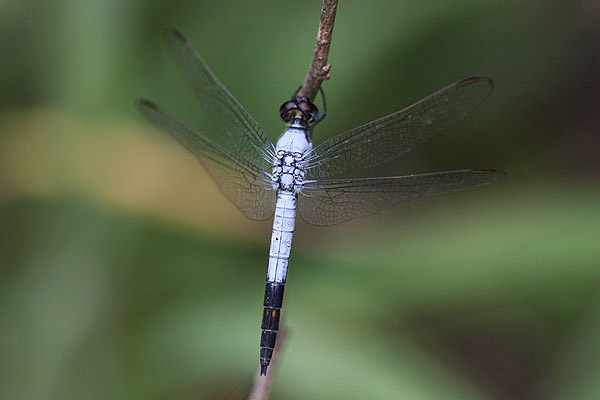 Black-tailed Skimmer by Mick Dryden