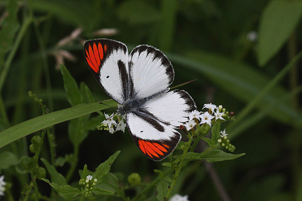 Bushveld Orange Tip by Mick Dryden