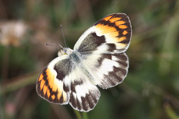 Bushveld Purple Tip by Mick Dryden