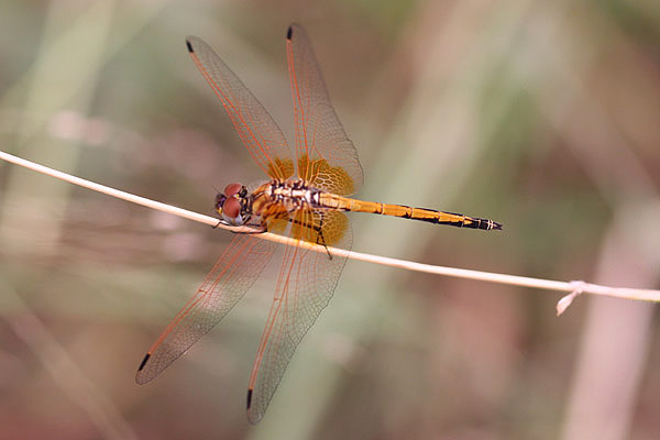 Red-veined Dropwing by Mick Dryden