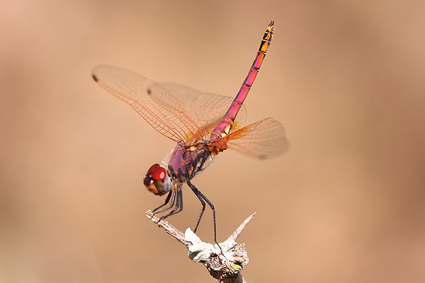 Violet Dropwing by Mick Dryden