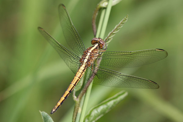 Skimmer sp by Mick Dryden