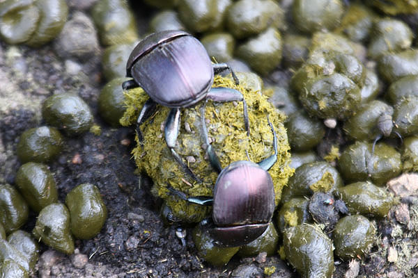 Dung Beetle sp by Mick Dryden