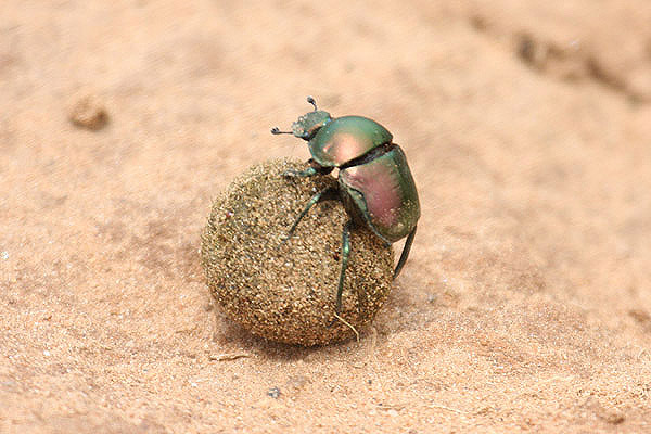Dung Beetle sp by Mick Dryden