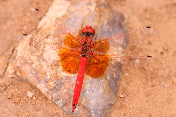 Kirby's Dropwing by Mick Dryden