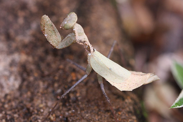 Leaf Mantid by Mick Dryden