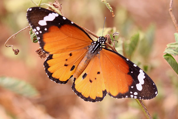 African Monarch by Mick Dryden