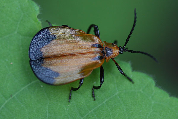 Net-winged Beetle by Mick Dryden