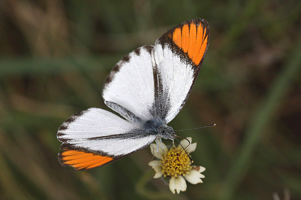 Red Tip by Mick Dryden