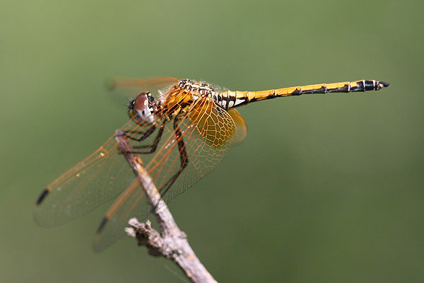 Red-veined Dropwing by Mick Dryden