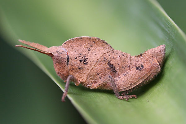 Sawbacked Grasshopper by Mick Dryden