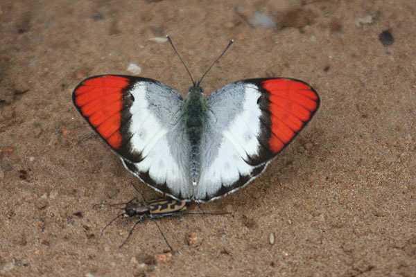 Scarlet Tip by Mick Dryden