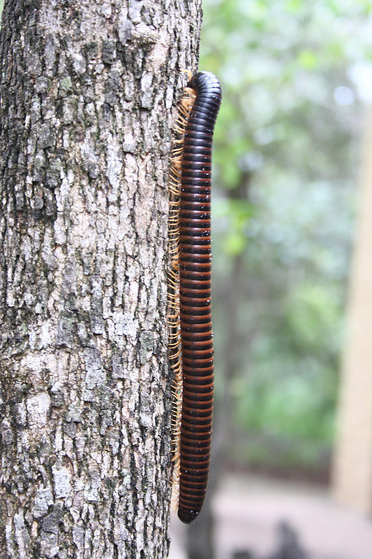 Millipede by Mick Dryden