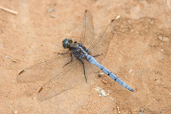 Skimmer sp by Mick Dryden