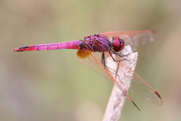 Violet Dropwing by Mick Dryden