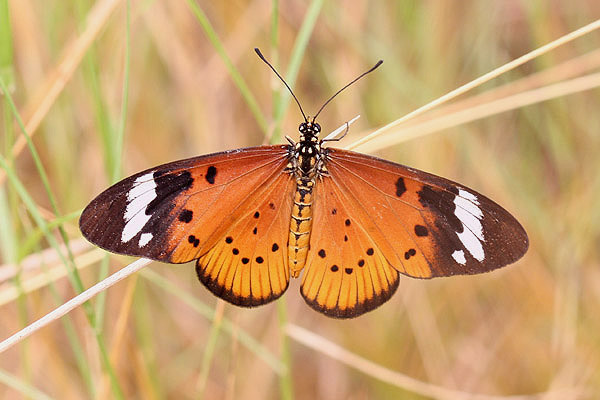 White-barred Acraea by Mick Dryden