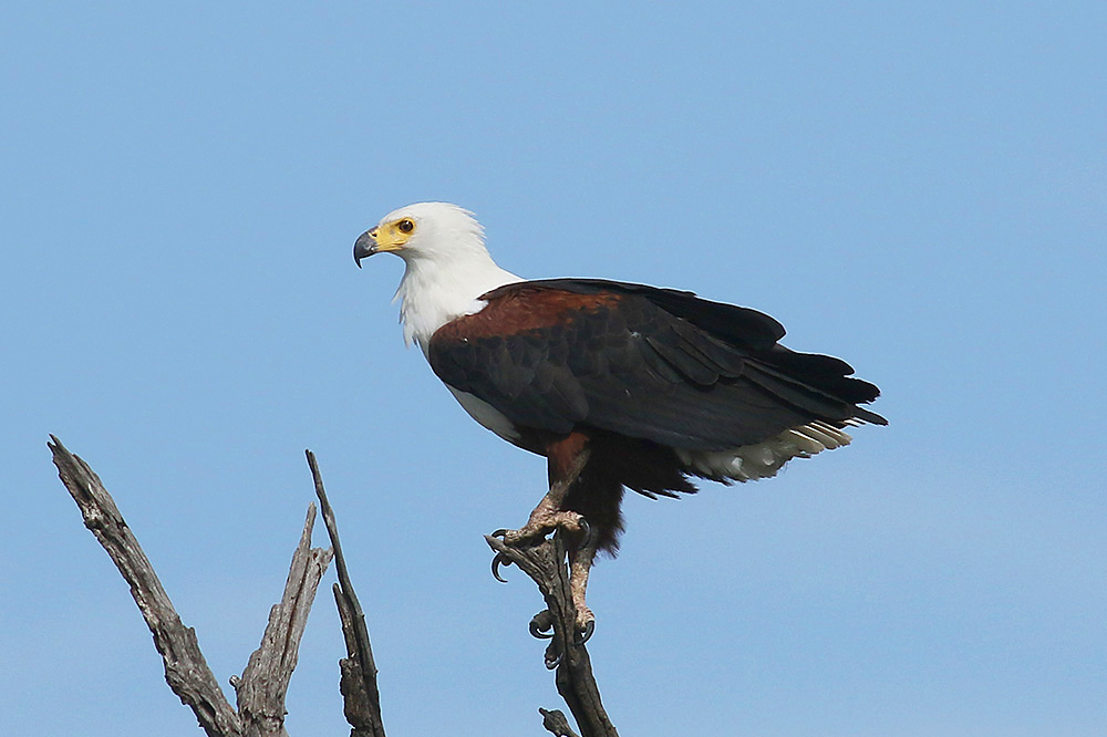 African Fish Eagle by Mick Dryden