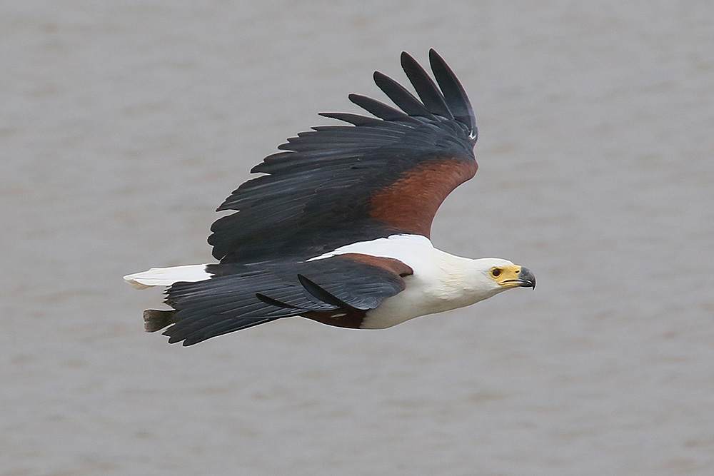 African Fish Eagle by Mick Dryden