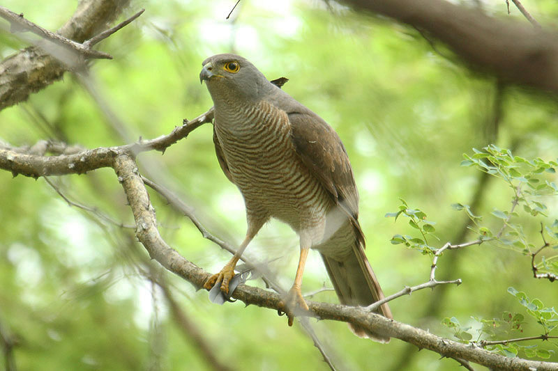 African Goshawk by Mick Dryden