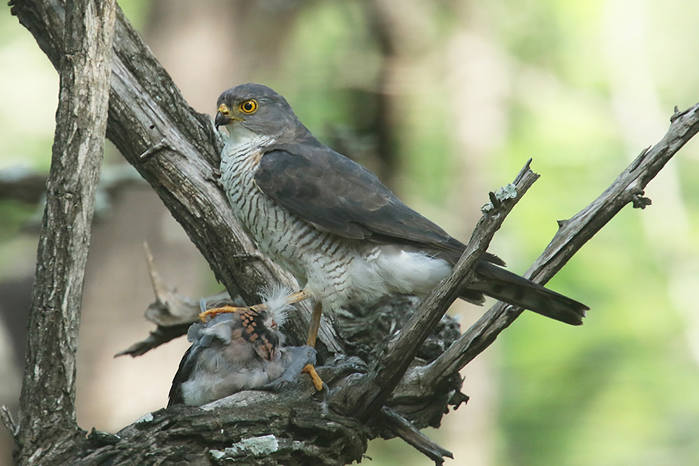 African Goshawk by Mick Dryden