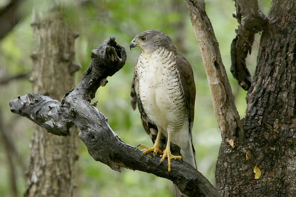 African Goshawk by Mick Dryden