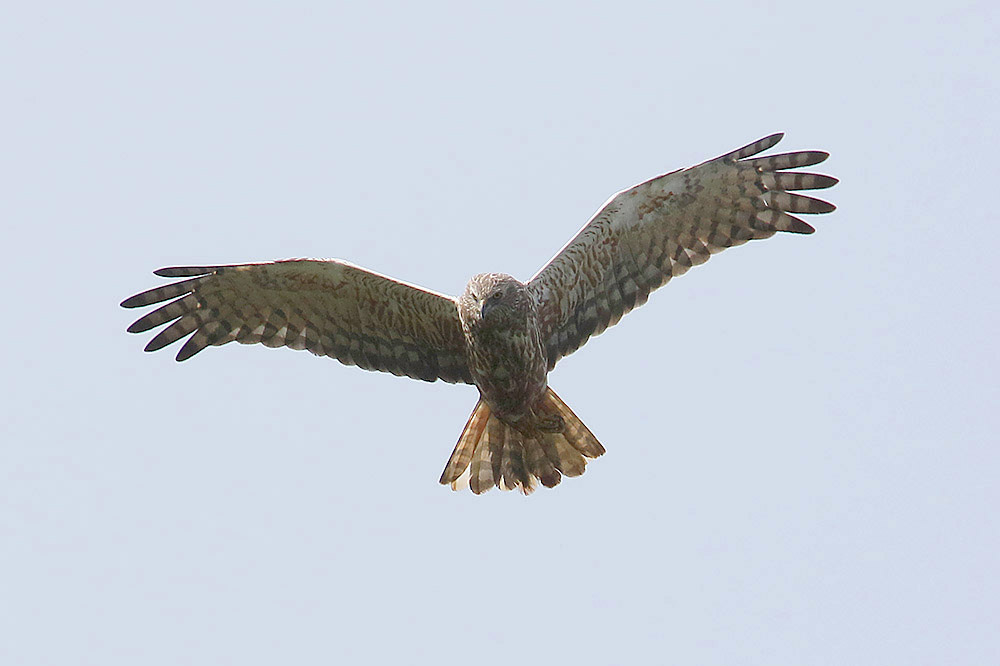 African Marsh Harrier by Mick Dryden