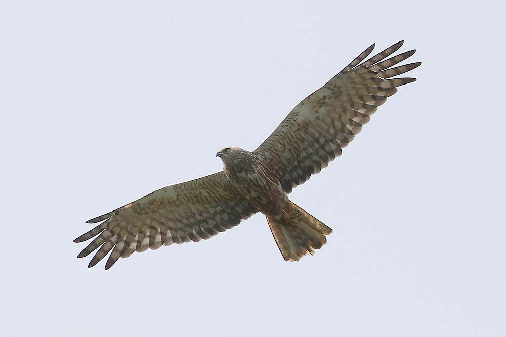 African Marsh Harrier by Mick Dryden