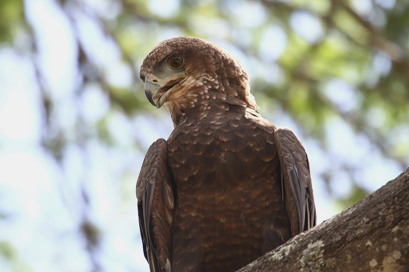 Bateleur by Mick Dryden